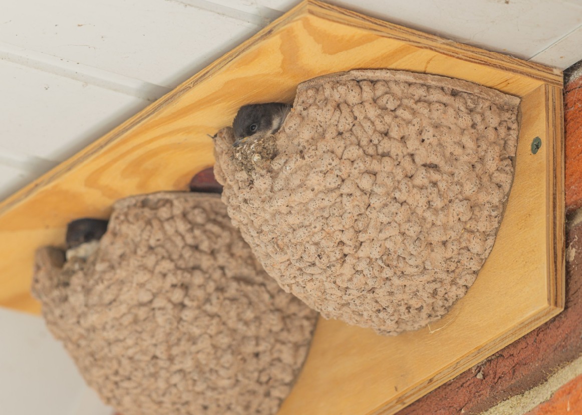 This young House Martin (with white tips to its wing feathers) has fledged from an artificial nest cup. © Colin Bates